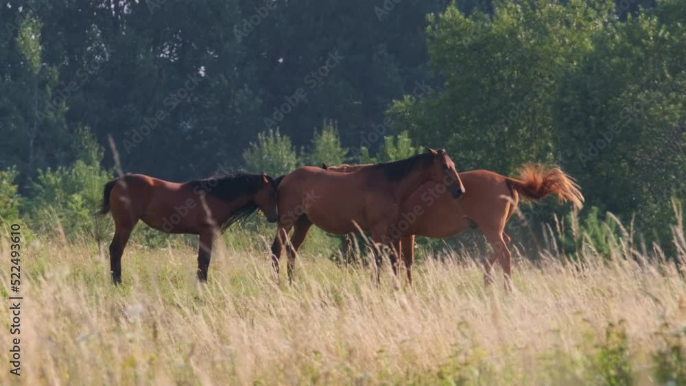 Horses grazing in field in summer Horses grazing in field in summer