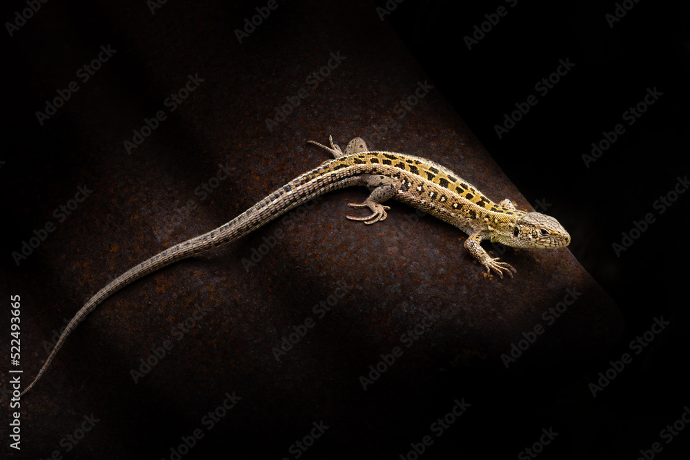 Naklejka premium Close-up a little lizard on the dark background.