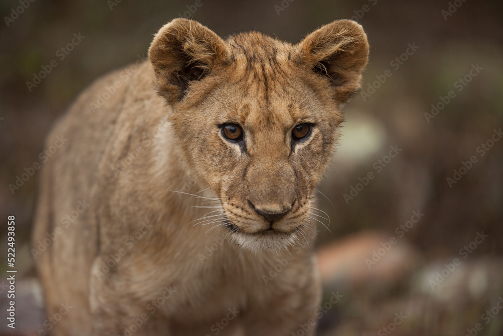 lion cub in the grass lion cub in the grass