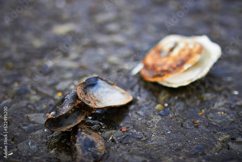 Broken clam shells closeup 