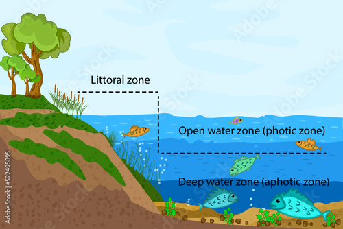 
Lake ecosystem. Zonation in lake water infographic. Freshwater pond zones diagram with text for education. Lake ecosystems division into littoral, open water and deep water zones. Vector illustration