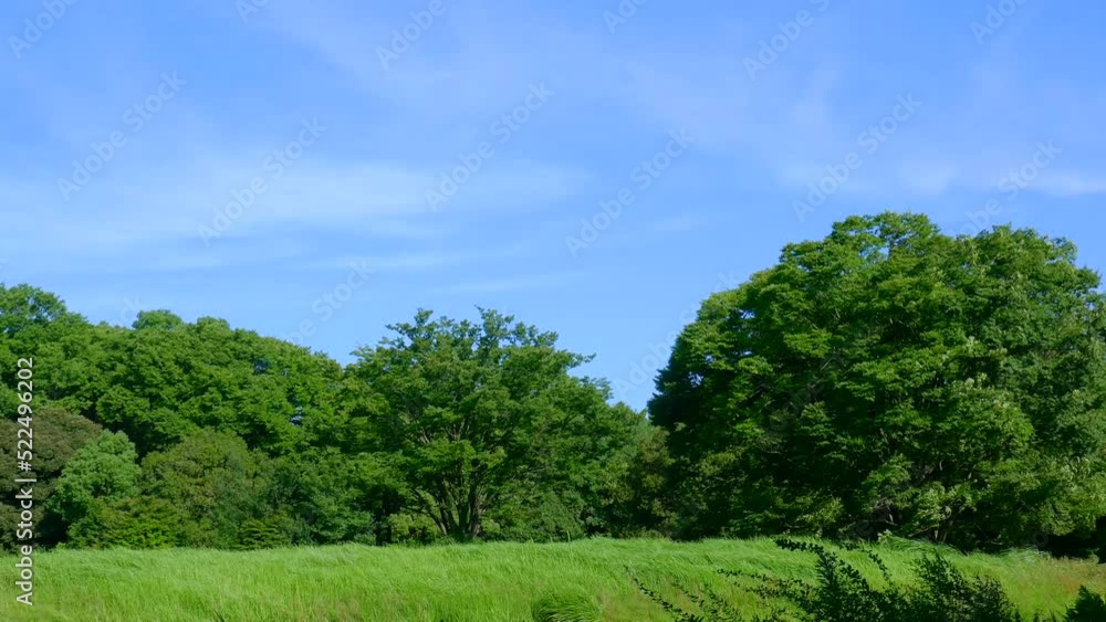 青空、風に揺れる樹木 青空、風に揺れる樹木