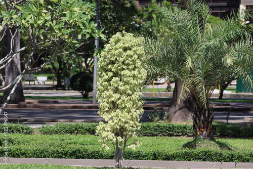 Cambodia. Ficus is a genus of about 850 species of woody trees, shrubs, vines, epiphytes and hemiepiphytes in the family Moraceae. photo