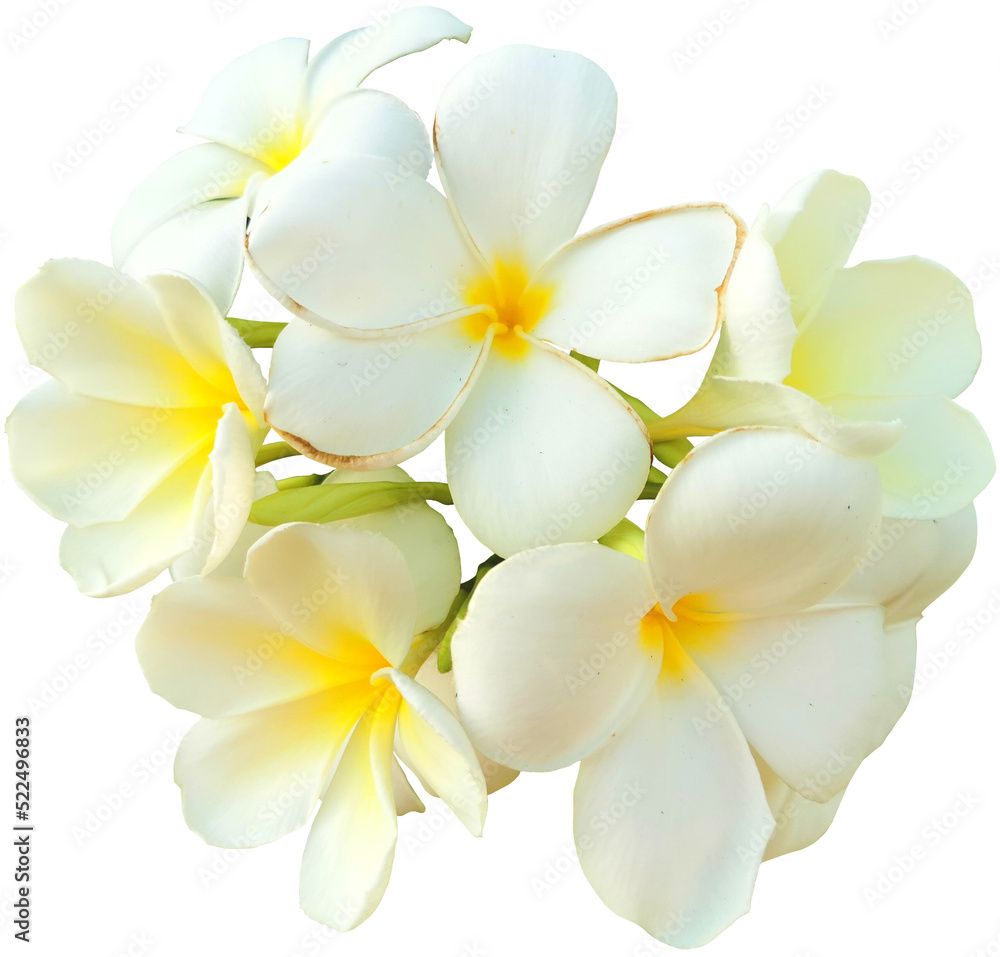 frangipani flower frangipani flower