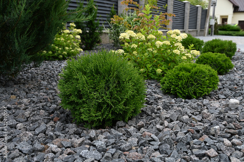 Coniferous plants in the garden. Modern garden design