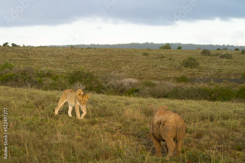 lions in the grass with rhino