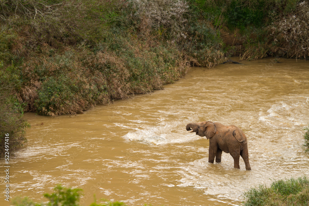 elephant in the river elephant in the river