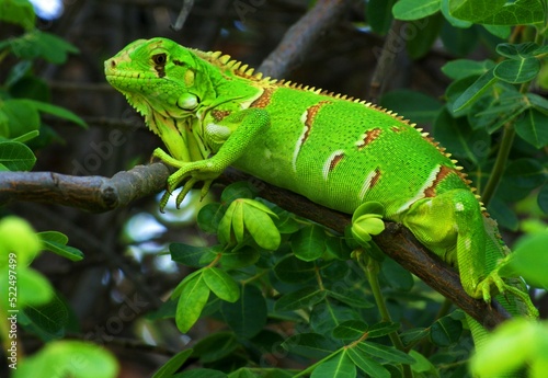 Iguana-verde brazilian reptiles 