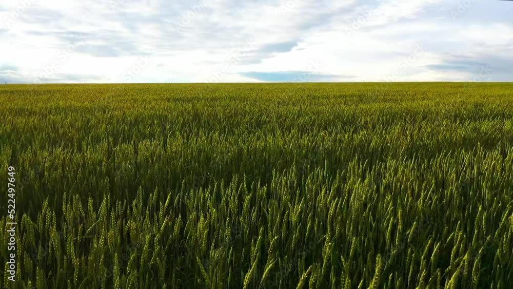 Ripening wheat ears growing in the field. Aerial drone view on field in the countryside. Wheat field view Ripening wheat ears growing in the field. Aerial drone view on field in the countryside. Wheat field view