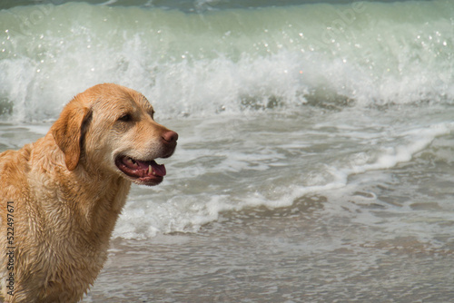 Hund am Strand der Nordsee 