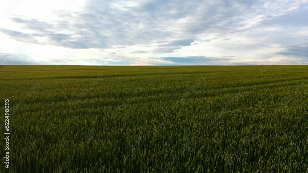 Ripening wheat ears growing in the field. Aerial drone view on field in the countryside. Wheat field view Ripening wheat ears growing in the field. Aerial drone view on field in the countryside. Wheat field view