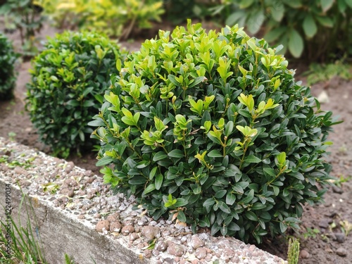 A beautiful boxwood bush in the garden, a haircut in the shape of a circle, a ball. Formation of a young boxwood bush Búxus