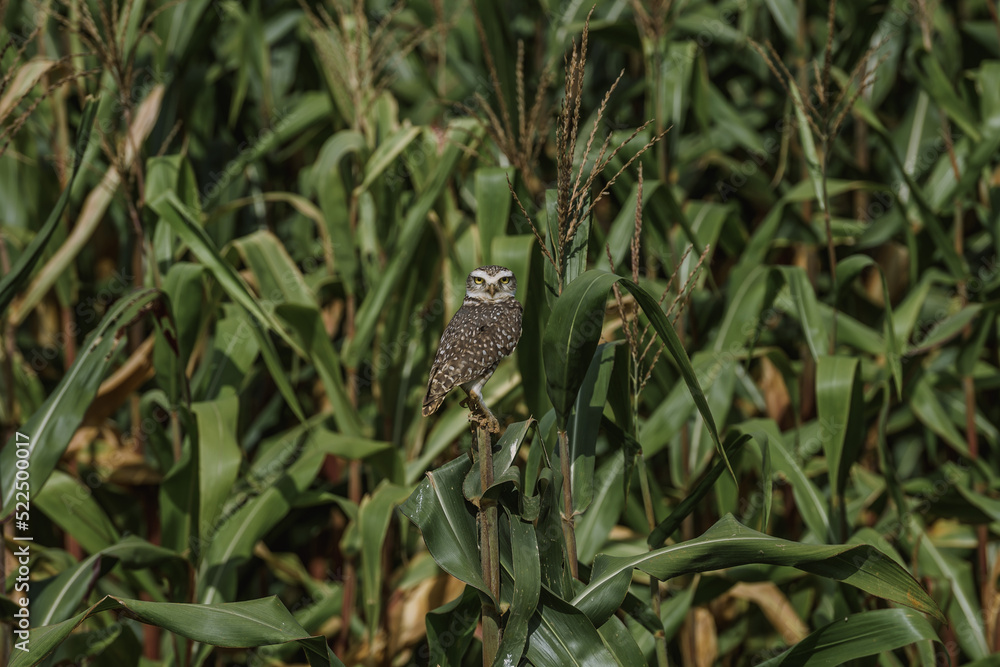 close up of a owl at a corn field close up of a owl at a corn field