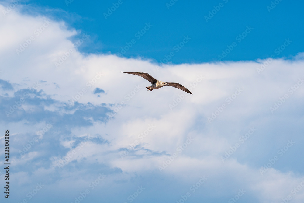 Sea-gull flying above the Mediterranean Sea of Menton, a beautiful French city in the South Sea-gull flying above the Mediterranean Sea of Menton, a beautiful French city in the South