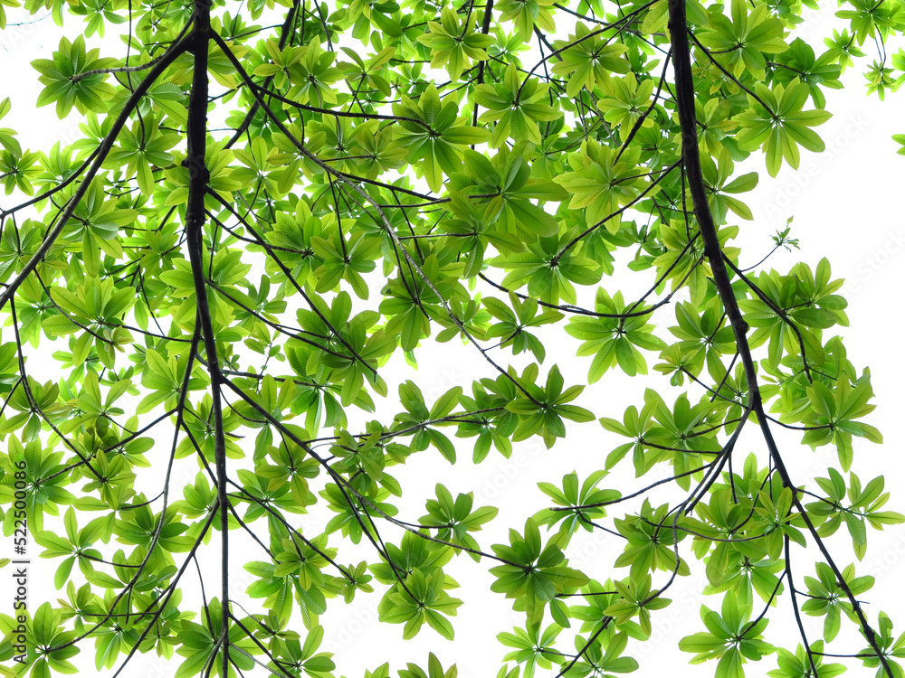 young green leaf spring on the branch of Sal tree (Shorea robusta Roxb.) on white background young green leaf spring on the branch of Sal tree (Shorea robusta Roxb.) on white background