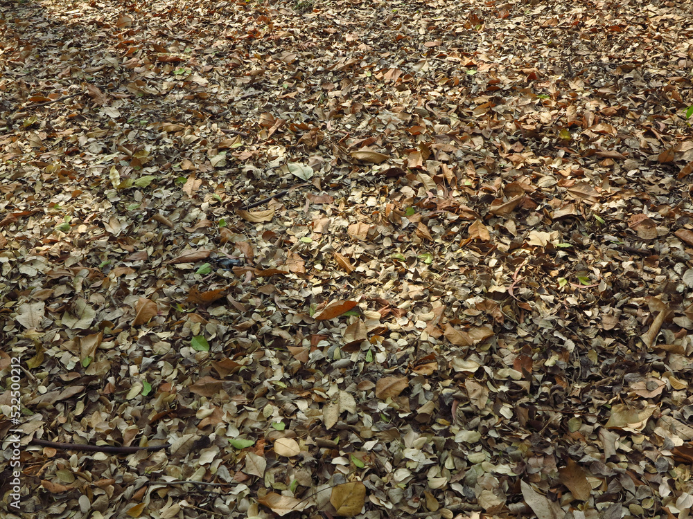pile of autumn leaf cover on the ground in garden pile of autumn leaf cover on the ground in garden