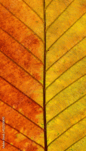 close up autumn leaf of Yang tree ( Dipterocapus alatus Roxb. ex G.Don ) photo