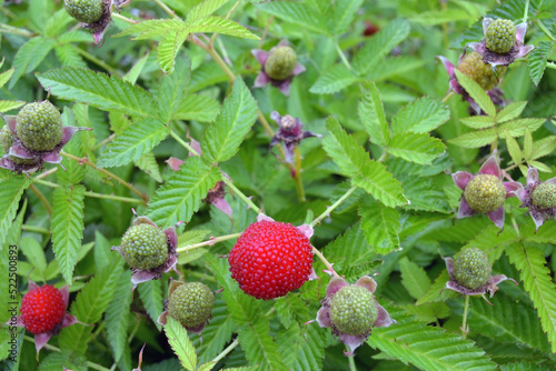 Tibetan rose-leaved raspberry. Red sweet berry on a green bush with leaves. Rúbus rosifólius. A fruit shrub native to native to Asia.