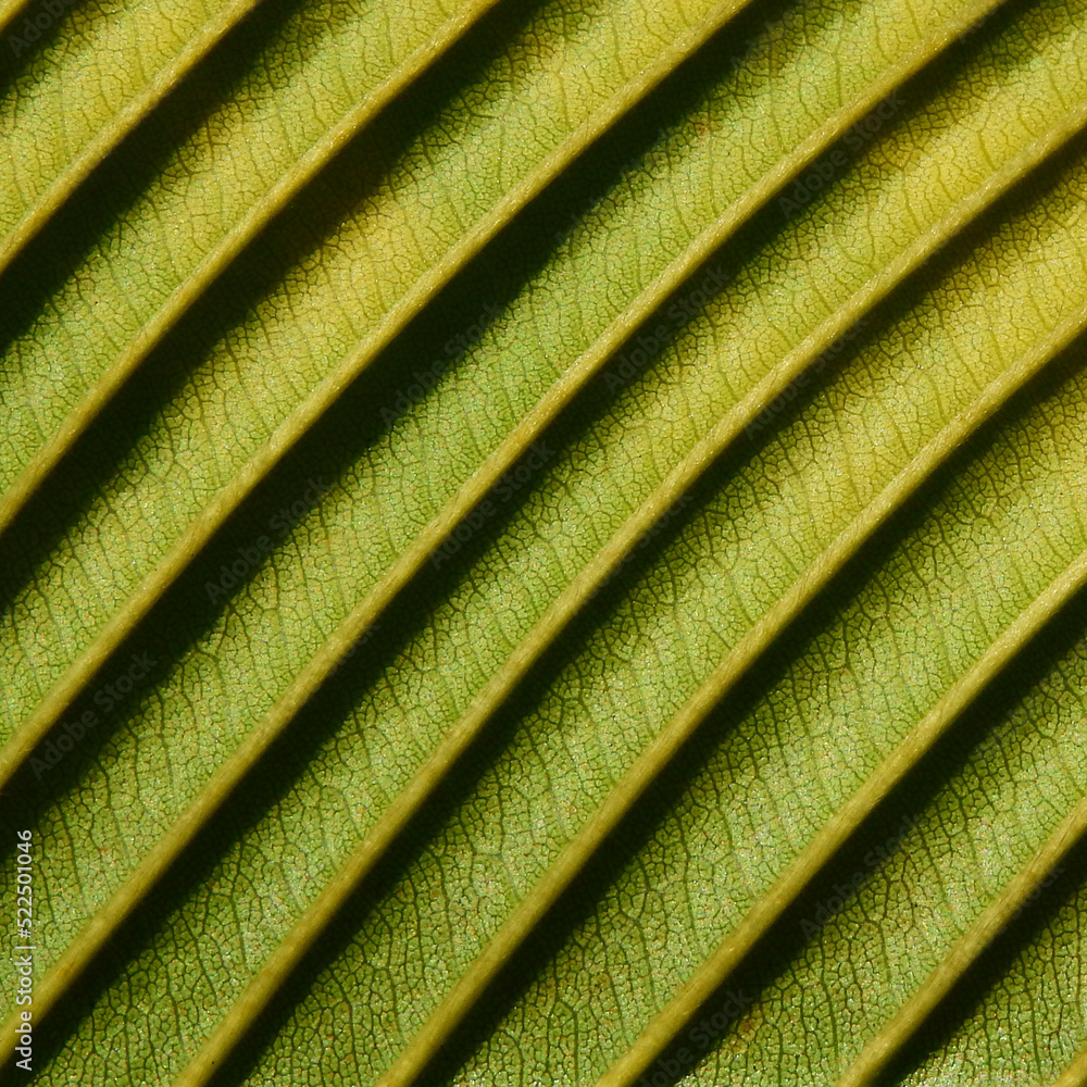 image to crop