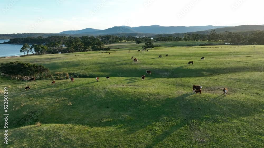 Coastal cattle beef meat farm in China Asia Coastal cattle beef meat farm in China Asia