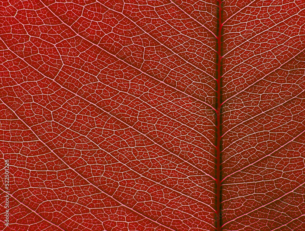 macro of red leaf texture, natural background macro of red leaf texture, natural background