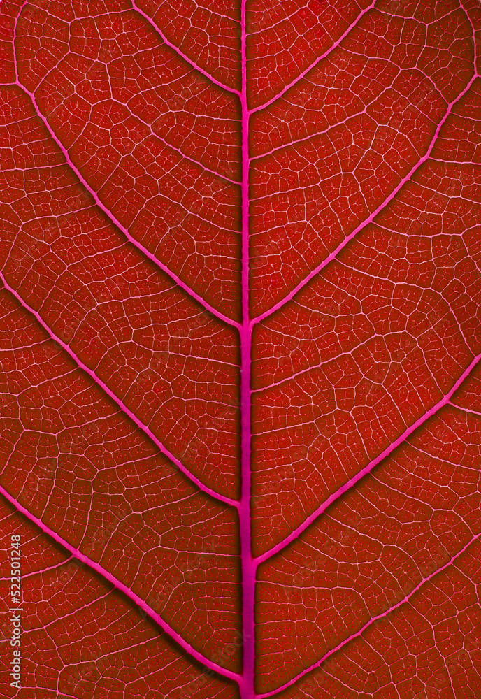 Obraz premium red leaf texture background, close up shot