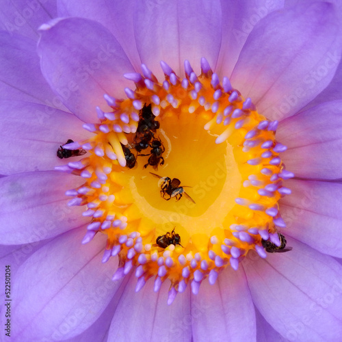Stingless Bee ( Trigona apicalis Smith ) dead in pollen of purple lotus photo