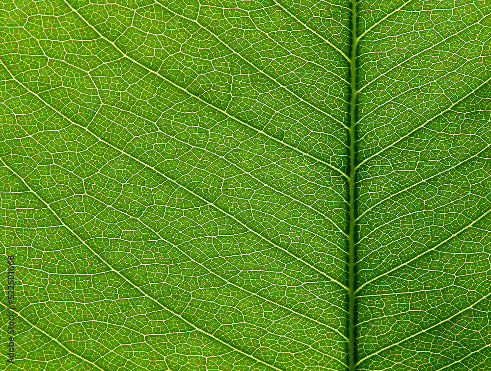 close up green leaf of Golden shower tree ( Cassia fistula ), texture background close up green leaf of Golden shower tree ( Cassia fistula ), texture background