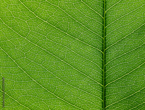close up green leaf of Golden shower tree ( Cassia fistula ), texture background