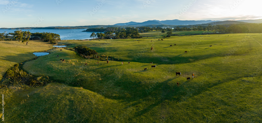 Cows in a field on a farm next to the beach and ocean in the mountains in Australia 