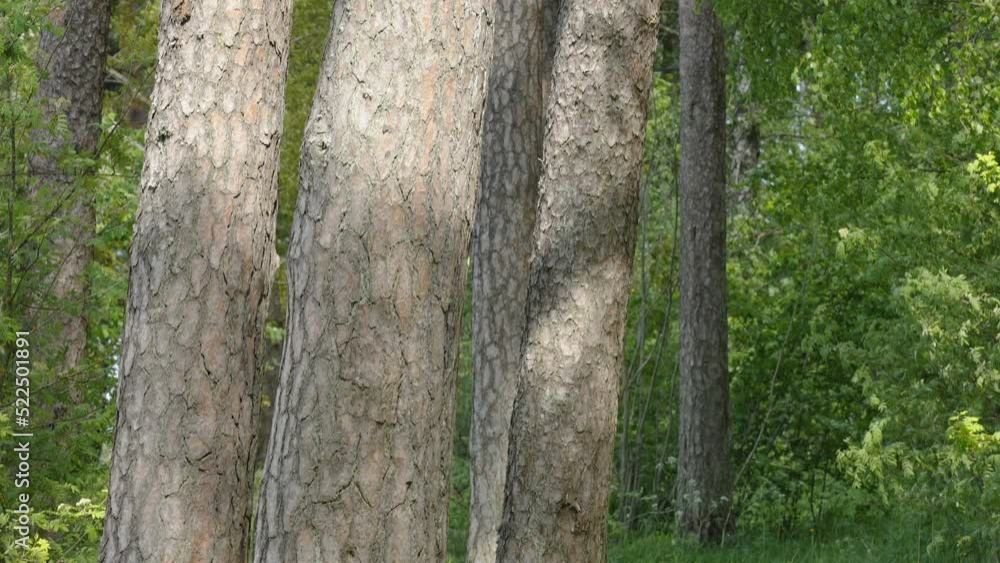 The look of the tall pine tree trunk in the forest in Estonia The look of the tall pine tree trunk in the forest in Estonia