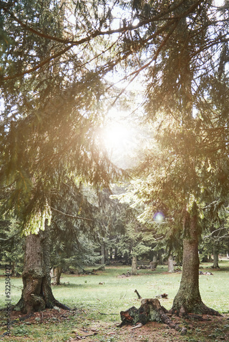 Coniferous woods and forest trees.