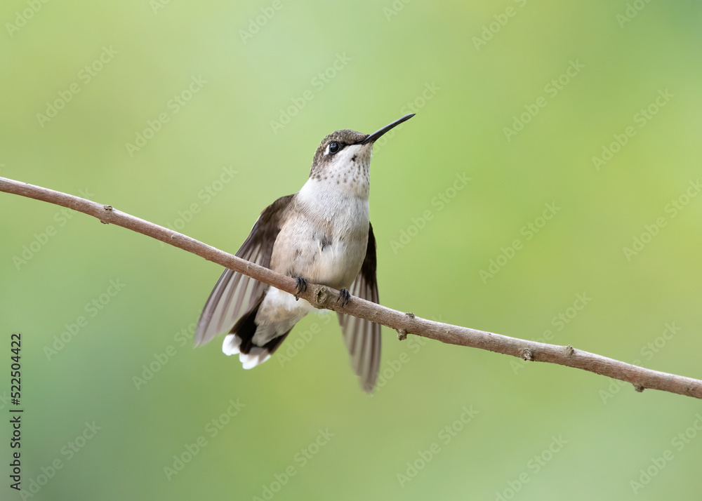 Fototapeta premium hummingbird