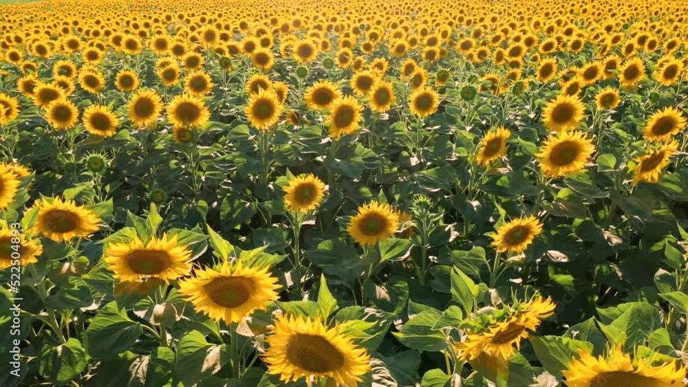 Balatonfuzfo, Hungary - 4K drone video of a sunflower field on a warm sunny day. Aerial view of sunflowers with slow camera movement sideways across an agriculture sunflower crop field Balatonfuzfo, Hungary - 4K drone video of a sunflower field on a warm sunny day. Aerial view of sunflowers with slow camera movement sideways across an agriculture sunflower crop field