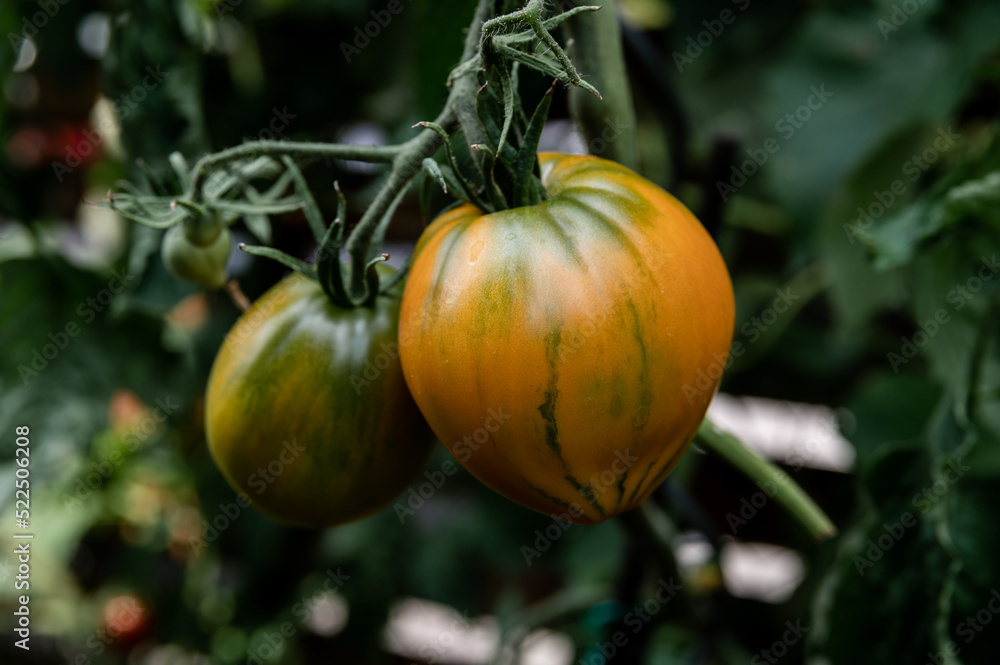 einzelne reife Tomate orange gestreift