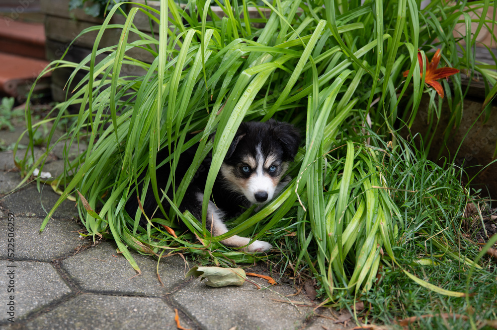 husky welpe versteckt zwischen grünen Blättern