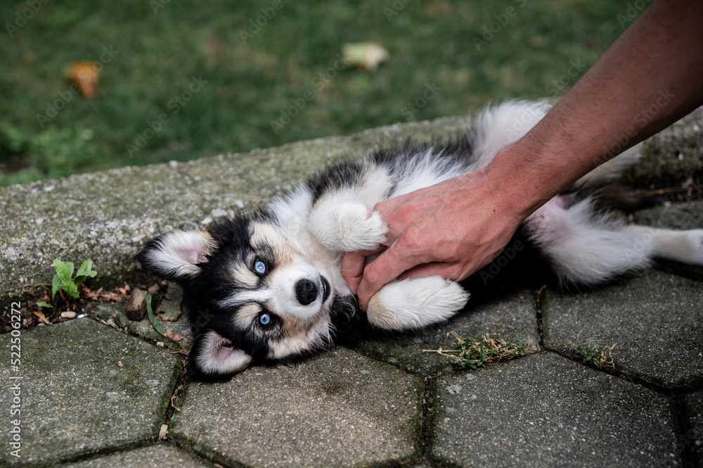 Husky Welpe auf Rücken liegend wird gestreichelt