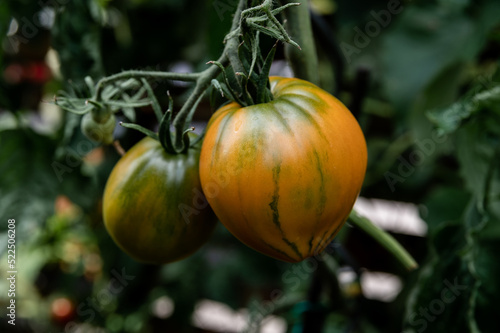 Obraz na płótnie einzelne reife Tomate orange gestreift w salonie