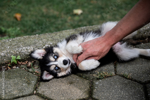 Obraz na płótnie Husky Welpe auf Rücken liegend wird gestreichelt w salonie