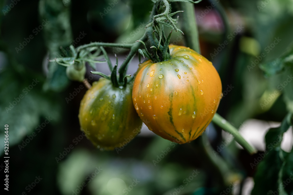 orange-grün gestreifte Tomate mit Wassertropfen