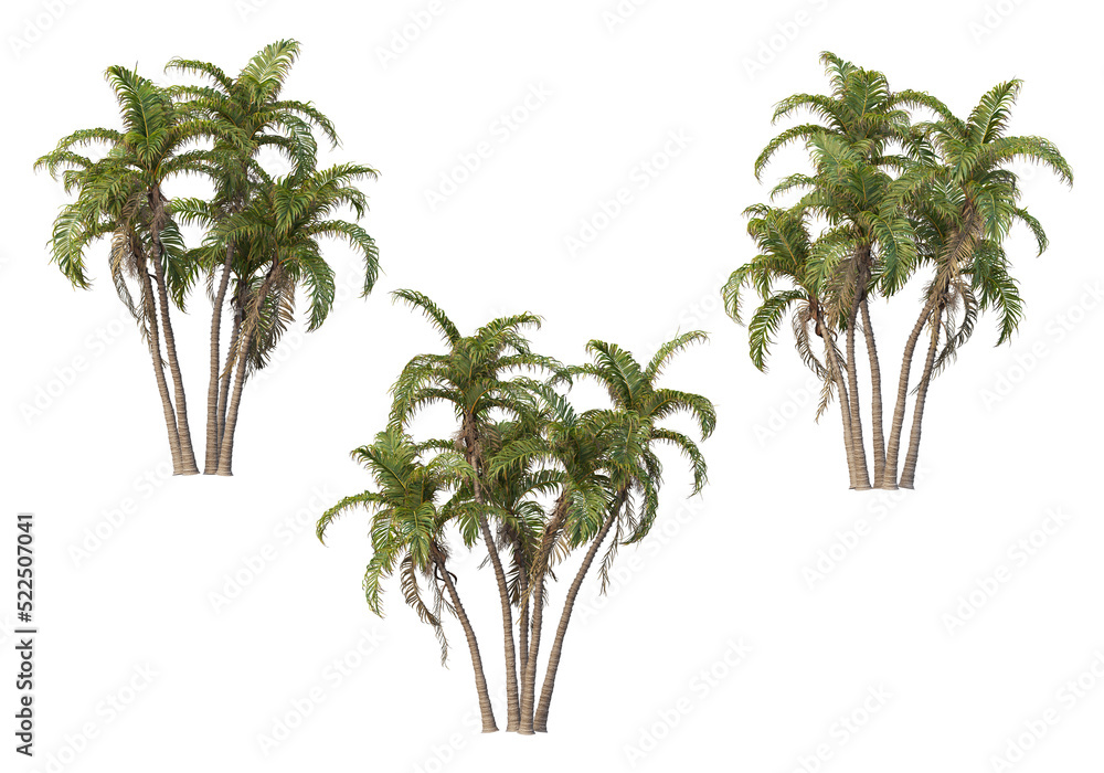 Obraz premium palm on transparent background