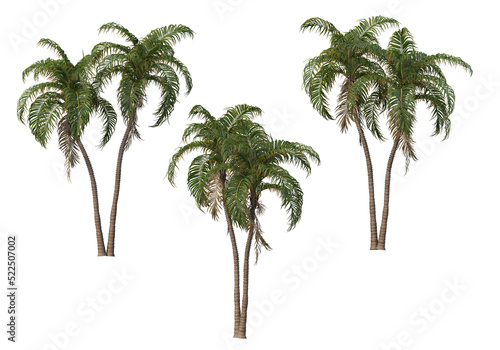 palm on transparent background