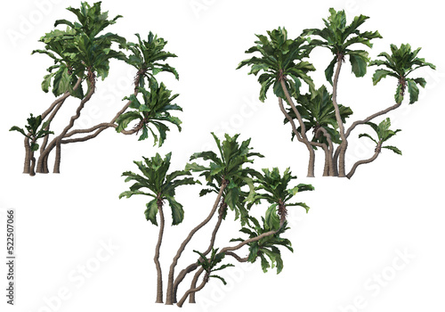 palm on transparent background