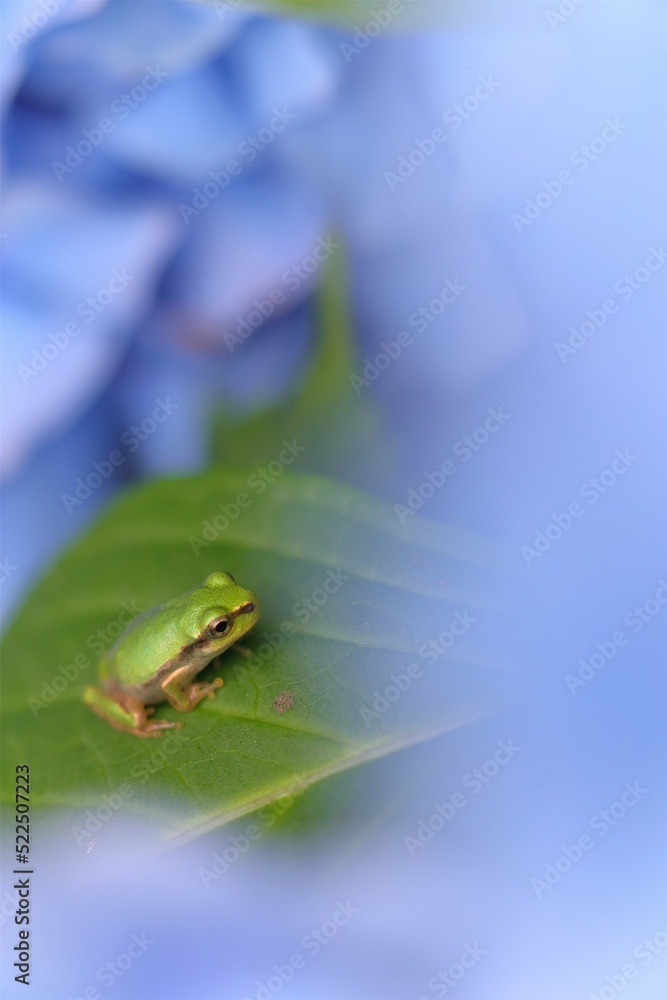 Obraz premium アジサイとアマガエル