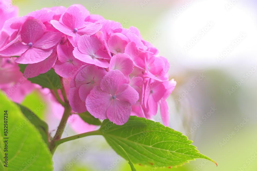 Fototapeta premium アジサイの頃