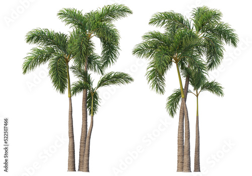 palm on transparent background photo