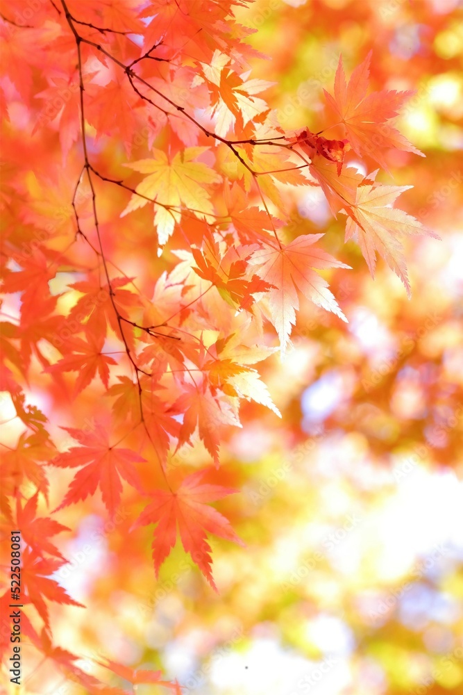 美しき日本の紅葉 美しき日本の紅葉