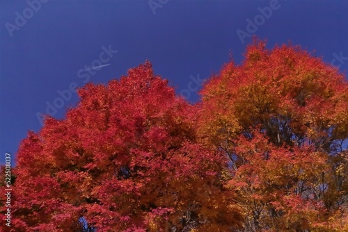 美しき日本の紅葉 © Tetsuya Mitai