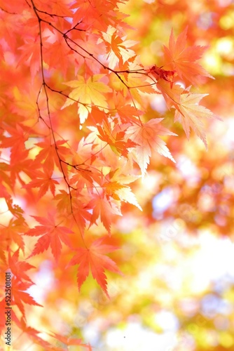 美しき日本の紅葉