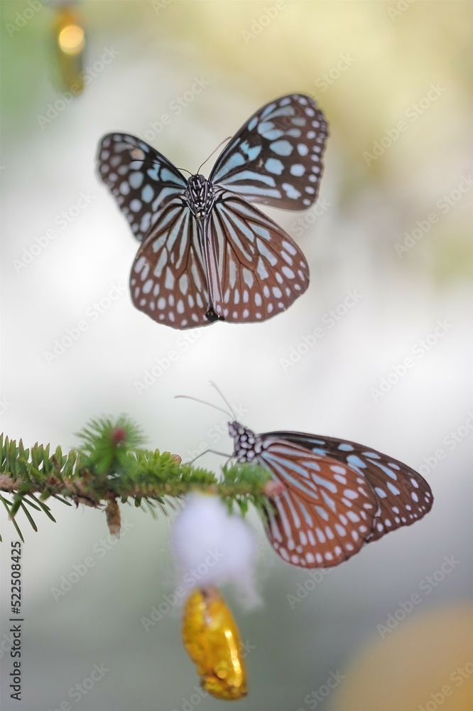 Obraz premium リュウキュウアサギマダラの求愛